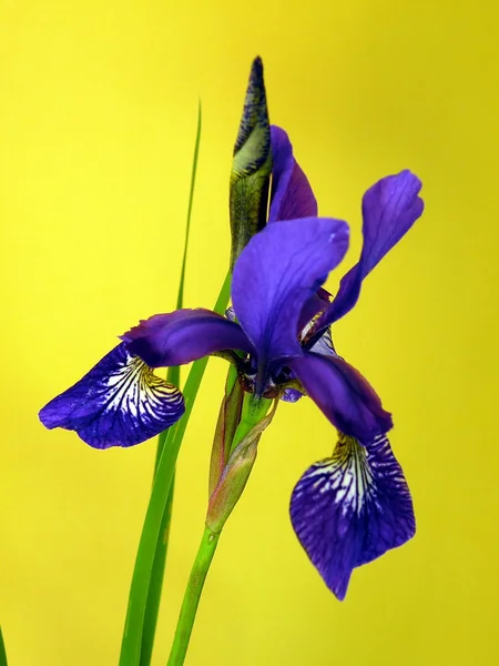 Närbild Iris Isolerad Gul — Stockfoto