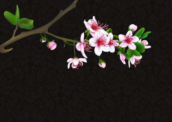 Flores de cereja de primavera — Vetor de Stock