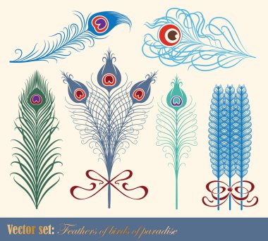 Vector set: Feathers of birds of paradise clipart