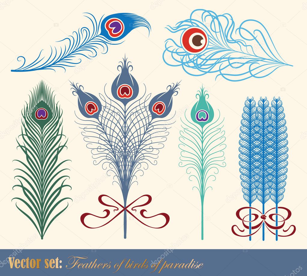 Vector set: Feathers of birds of paradise