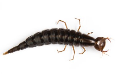 Dev dalış böceği larvası