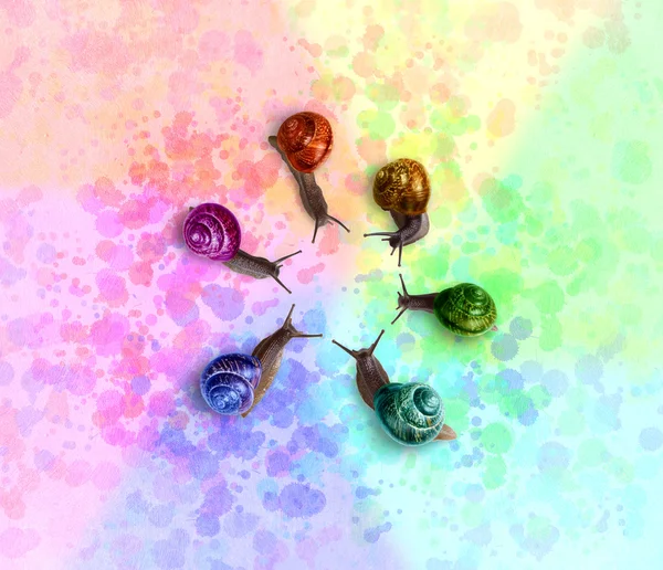 Группа Цветных Улиток Вокруг Глядя Центр Окрашенном Красочном Фоне — стоковое фото