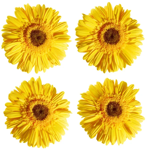 Gelbe Chrysanthemenblüten — Stockfoto