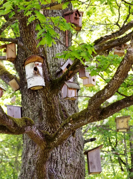 stock image Group of bird houses on old big tree