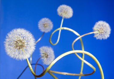 Group of curly dandelions on blue clipart