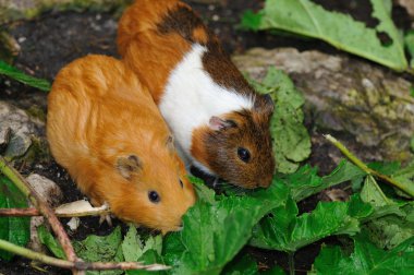 Couple of Syrian hamsters, Mesocricetus auratus clipart