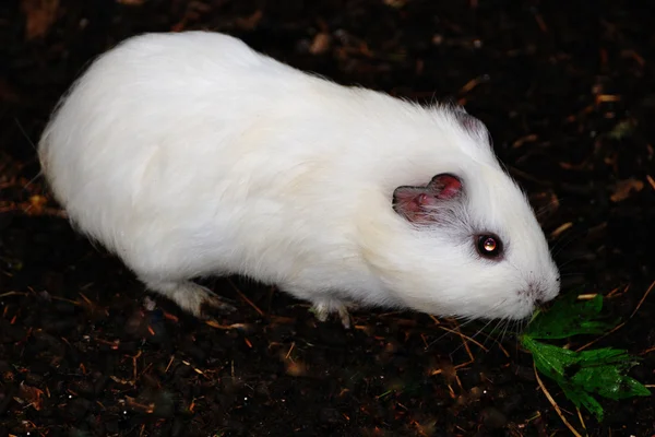 Weißer syrischer hamster, mesocricetus auratus — Stockfoto