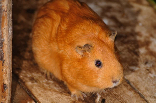 Brauner syrischer hamster, mesocricetus auratus — Stockfoto
