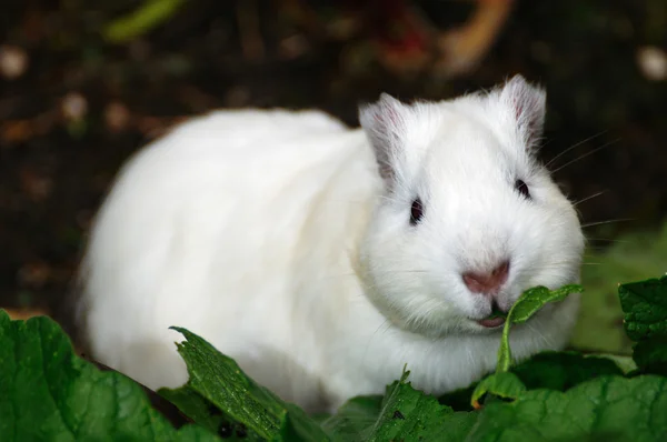 Witte Syrische hamster, mesocricetus auratus — Stockfoto