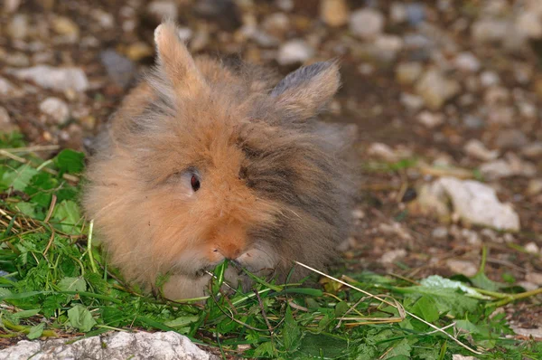 Funny bunny — Stockfoto