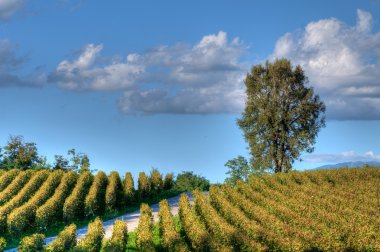 Vineyard In Franciacorta before sunset clipart