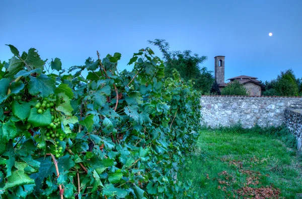 Виноградник во Франчакорте после заката — стоковое фото