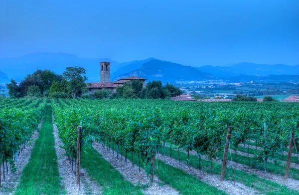 Vineyard In Franciacorta after sunset — Stock Photo, Image