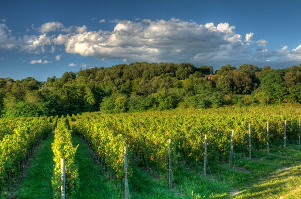 Виноградник во Франчакорте до заката — стоковое фото