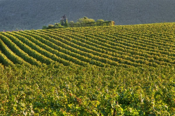 Виноградник во Франчакорте до заката — стоковое фото