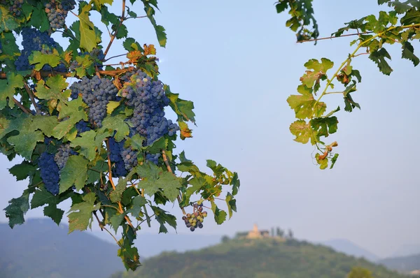 Paarse druiven in franciacorta voor zonsondergang — Stockfoto