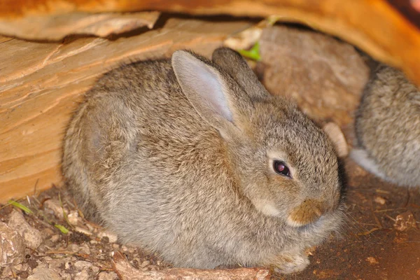 Bruin konijn verbergen in een lege logboek — Stockfoto