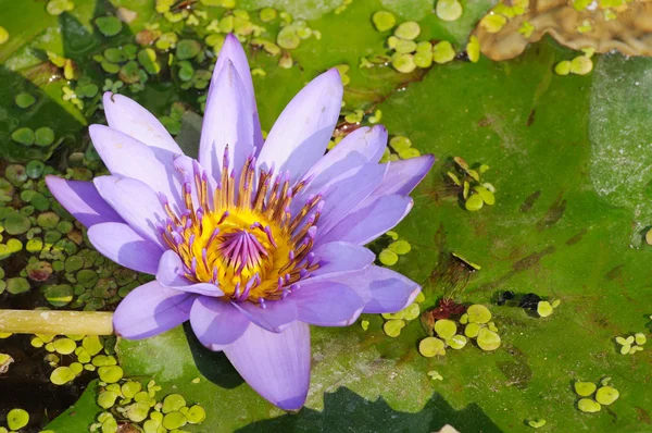 stock image Violet Nymphaea flower