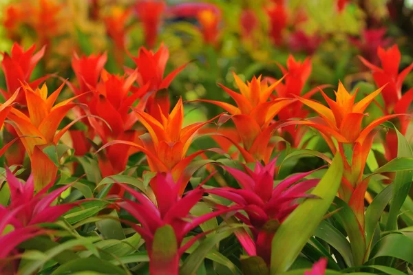 stock image Bromelia cultivar