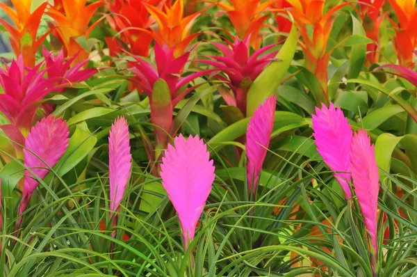 Flores de pluma rosa y otras flores de Bromelia —  Fotos de Stock