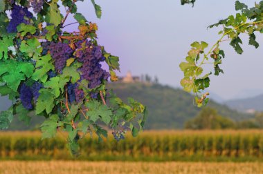 Purple grapes in Franciacorta before sunset clipart