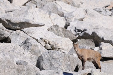 kayalar arasında kadın Alp dağ keçisi