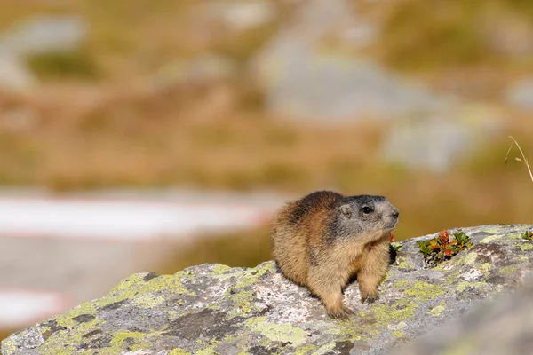 Marmota en una roca —  Fotos de Stock