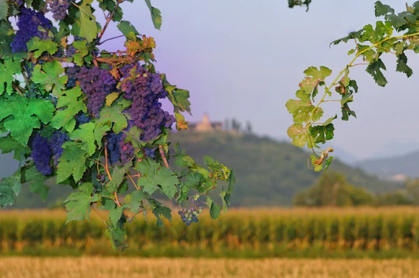 Fioletowy winogron w franciacorta przed zachodem słońca — Zdjęcie stockowe