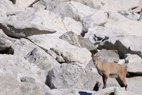 女性高山 ibex 巨石之间 — 图库照片