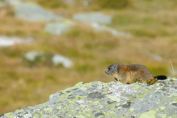 Marmota en una roca — Foto de Stock