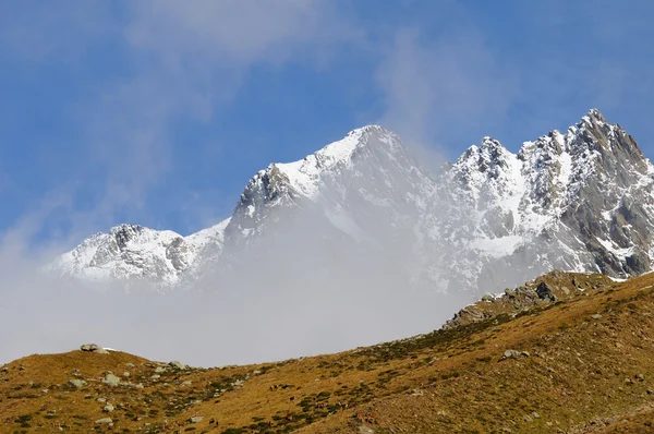 Majestuosa montaña nevada y manada de ciervos rojos —  Fotos de Stock