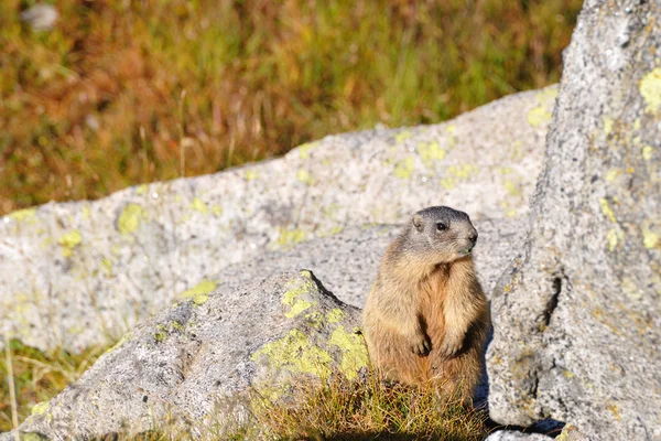 Marmot op een rotsblok — Stockfoto