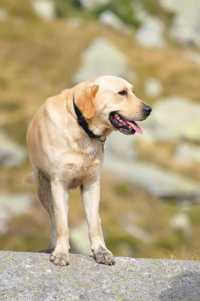 stock image Labrador retriever dog on a boulder