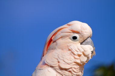 Close up of Major Mitchell's Cockatoo (Lophochroa leadbeateri) aka Leadbeater's Cockatoo or Pink Cockatoo head clipart