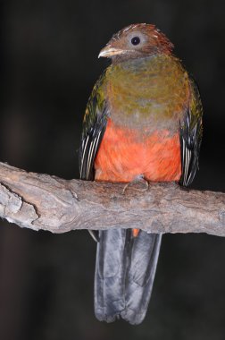 Close up of Pavonine Quetzal (Pharomachrus pavoninus)standing in a wood clipart
