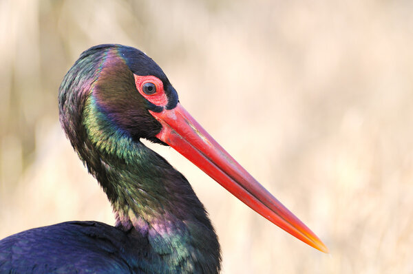 Black Stork head