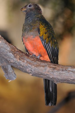 pavonine quetzal pharomachrus pavoninus duran bir branc