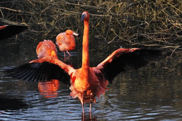 Amerikanischer Flamingo phoenicopterus ruber — Stockfoto