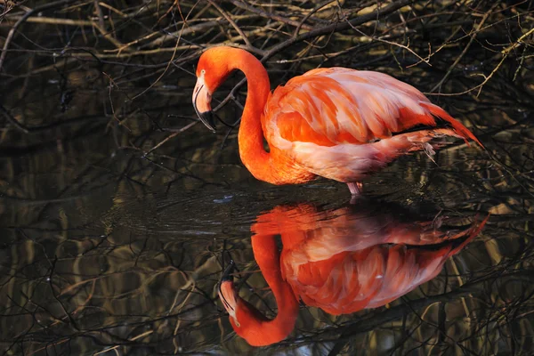 Amerikanischer Flamingo phoenicopterus ruber — Stockfoto