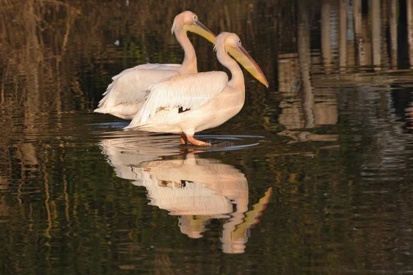 Casal de Grandes Pelicanos Brancos, Pelecanus onocrotalus — Fotografia de Stock