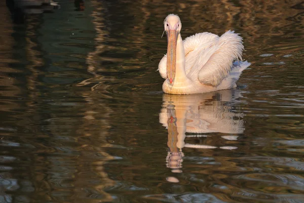 Roze pelikaan zwemmen, pelecanus onocrotalus — Stockfoto