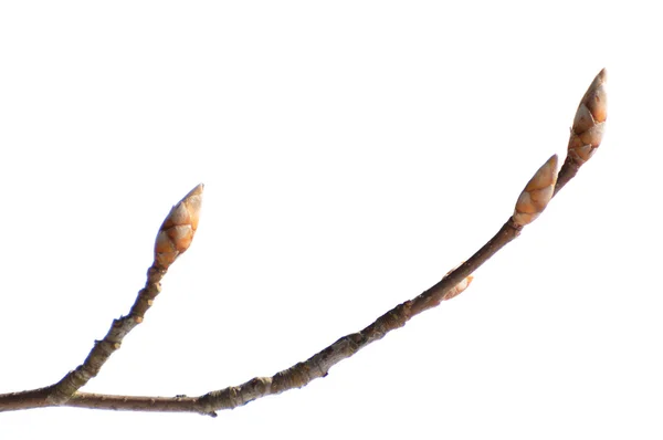 Knoppar av sorbus träd, isolerad på vit — Stockfoto