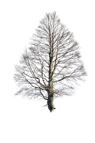 Büyük wych Karaağaç ağaç üzerinde beyaz izole — Stok fotoğraf