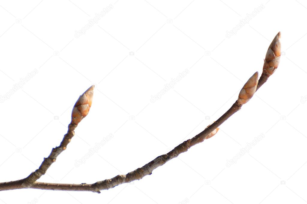 Buds of sorbus tree, isolated on white