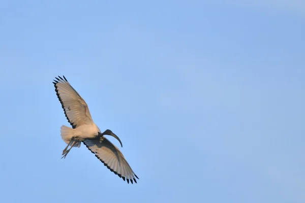 Afrikanischer heiliger Ibis - threskiornis aethiopicus auf der Flucht — Stockfoto