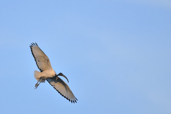 African Sacred Ibis - Threskiornis aethiopicus in flight