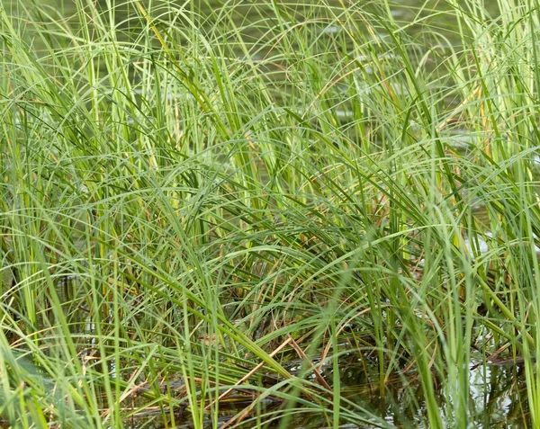 stock image Green rass against the lake