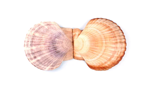 Kagyló kagyló — Stock Fotó