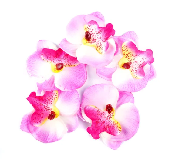 Rosa Orkidé Isolerad Vit Bakgrund — Stockfoto