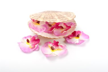 Orkide ve beyaz arka plan üzerinde izole tarak